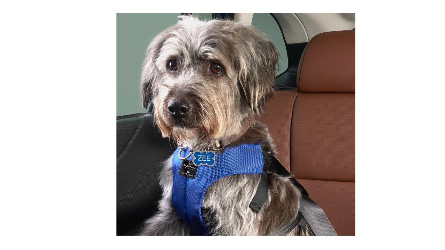 ARNES CINTURON DE EXTERIOR PERRO – LARGE